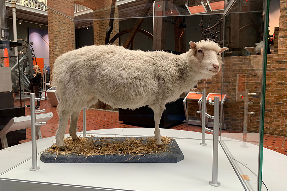 Gourmet Gluten & Grain Free Baking Mixes | Grain Free Mama’s